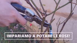 IMPARIAMO A POTARE LE ROSE  Tutorial per la potatura del roseto  WampA Gardens orto e giardino [upl. by Neelyad388]