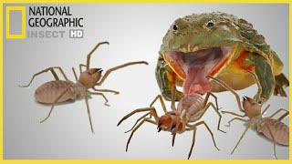 African bullfrog VS camel spider fighting for wild who will win Warning Live Feeding [upl. by Dlorah]