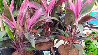 Care tips for the Cordyline Plant  Donna Joshi [upl. by Raval]