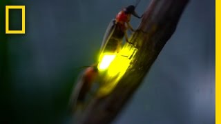 Watch Fireflies Glowing in Sync to Attract Mates  National Geographic [upl. by Jackquelin]