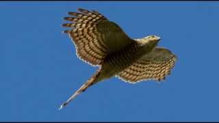 Sparrowhawk Bird Call Bird Song [upl. by Talich594]