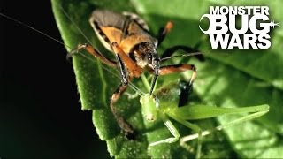 Tiger Assassin Bug vs Silverback Cross Spider  MONSTER BUG WARS [upl. by Bertelli552]