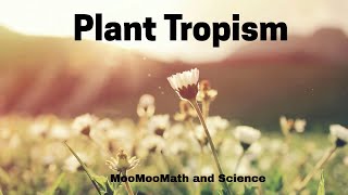 Plant Tropism [upl. by Evelina]