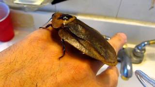 Giant Cockroach  Blaberus Giganteus [upl. by Eustache446]