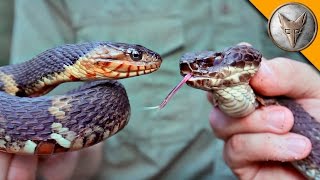 Cottonmouth vs Water Snake [upl. by Ross]