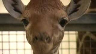 Baby giraffe up close [upl. by Roxanne]