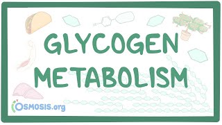 Glycogen metabolism [upl. by Aivonas744]