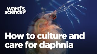 Caring and Culturing for Daphnia [upl. by Stiruc518]