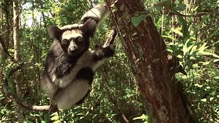 Five Special Things About Indri  Island of Lemurs Madagascar Featurette [upl. by Ninetta]