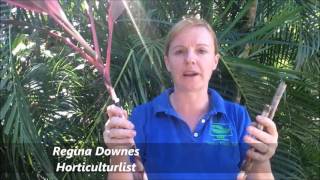 How to Prune your Cordyline rubra [upl. by Nesnej]