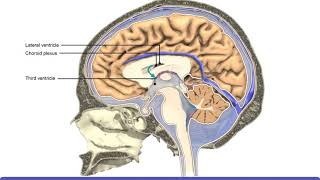 Detailed Animation on Circulation of CSF [upl. by Cordelie]