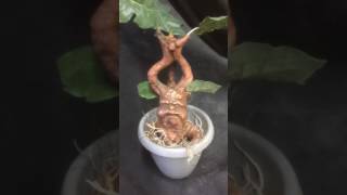 Screaming Mandrake Rootling [upl. by Alyled]