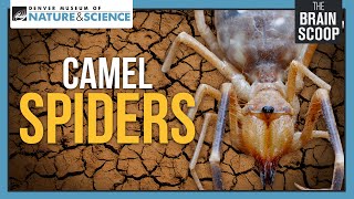 Camel Spiders Neither Camels nor Spiders [upl. by Pritchett150]