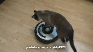 Cat shows HOW TO use iRobot Roomba Vacuum [upl. by Aillicec]