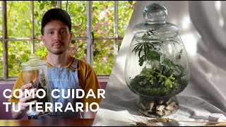 Cómo cuidar tu terrario luz mantenimiento y agua [upl. by Surazal686]