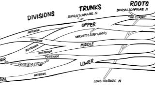 The Brachial Plexus Animated Review HD [upl. by Riay228]