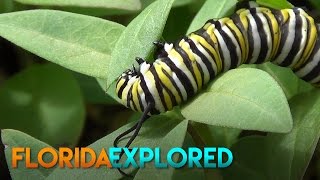 Monarch Caterpillar Eating Leaves  Florida Explored [upl. by Yeldnarb]