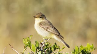 Melodious warbler singing in nature [upl. by Adnaerb382]