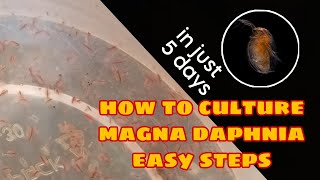 How to Culture Magna Daphnia Easily [upl. by Sileas966]