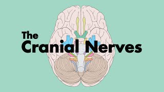 How to Remember the Cranial Nerves Mnemonic  MEDZCOOL [upl. by Lledniw]