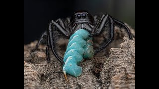 Hyllus giganteus GIANT JUMPING SPIDERS 😊 [upl. by Sherr498]