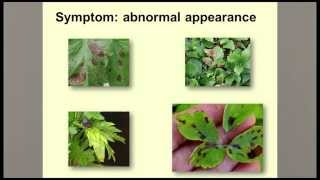 Guidelines for Diagnosing Plant Problems [upl. by Annyrb12]