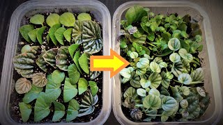 Peperomia Leaf Propagation in Soil [upl. by Kimbell66]