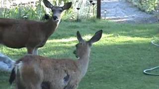 Deer says quotMehquot  Mother Deer and Fawns  Deer in the Yard [upl. by Issiah]