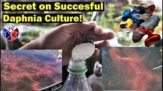 How to Culture Daphnia Successfully [upl. by Oicnerolf]