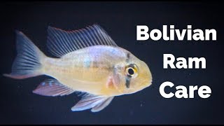 Bolivian Ram Care [upl. by Sadonia945]