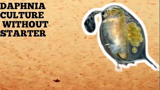 HOW TO CULTURE DAPHNIA NATURALLY WITHOUT A STARTER [upl. by Yddor283]