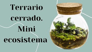 Como hacer un TERRARIO CERRADO  Mini ECOSISTEMA en un recipiente  cuidados y mas [upl. by Damales]