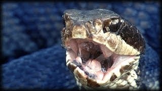 Cottonmouth vs Rattlesnake 02  Time Lapse [upl. by Maryann]