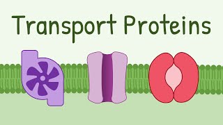 Transport Proteins Pumps Channels Carriers [upl. by Aitenev]