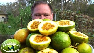 5 Tips How To Grow a Ton of Passionfruit From ONE Passion Fruit [upl. by Gnauq]