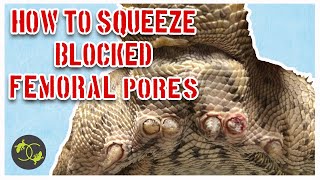 How to Squeeze Blocked Femoral Pores in Bearded Dragons  Cookies Critters  Squeezing Clogged Pores [upl. by Eniamzaj997]