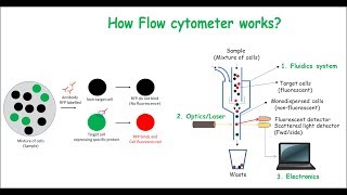 Flow Cytometry [upl. by Cartie191]