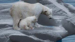 Der Eisbär  Dokumentation 1080p HD DokuExtrem [upl. by Dianemarie448]