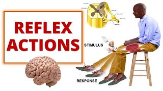 REFLEX ACTIONS Cranial and Spinal Reflexes [upl. by Baudin]