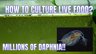 How to Culture Daphnia Secret Method to Breed MILLIONS  Simply Aquatic [upl. by Perry]