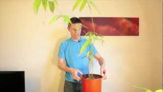 How to germinate and grow giant bamboo from seed [upl. by Ximenes962]