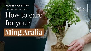 Ming Aralia Plant Care Tips 🌿 Polycias fruitcosa houseplant [upl. by Xxam291]