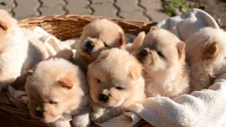 4 weeks old chowchow puppies [upl. by Nwahsed]