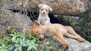 The cry for help of two dogs abandoned by their cruel owner on the side of the road and I saved them [upl. by Eilrebma]