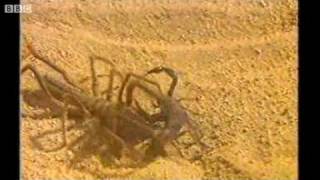 Camel Spider attacking a Scorpion [upl. by Elocim505]