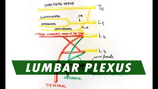 Anatomy  Lumbar Plexus [upl. by Alekin]