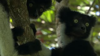 Cute Jumping Indri Lemurs  Madagascar  BBC Earth [upl. by Martelli860]