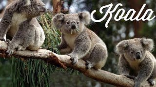 Koala documentary [upl. by Wappes]