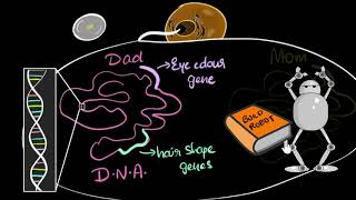 Genes DNA amp chromosomes  Heredity amp Evolution  Biology  Khan Academy [upl. by Odiug]