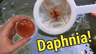 How I Culture Daphnia In Outdoor Tubs [upl. by Toiboid13]